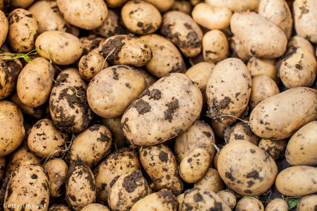 A krumpli felületén különféle szennyeződések lehetnek