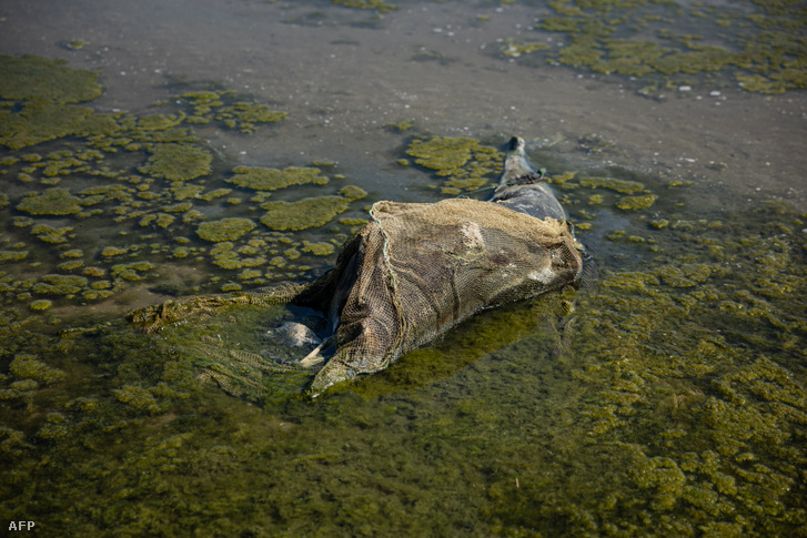 Elpusztult delfin a Tulzi Nemzeti Parkban 2022. augusztus 28-án