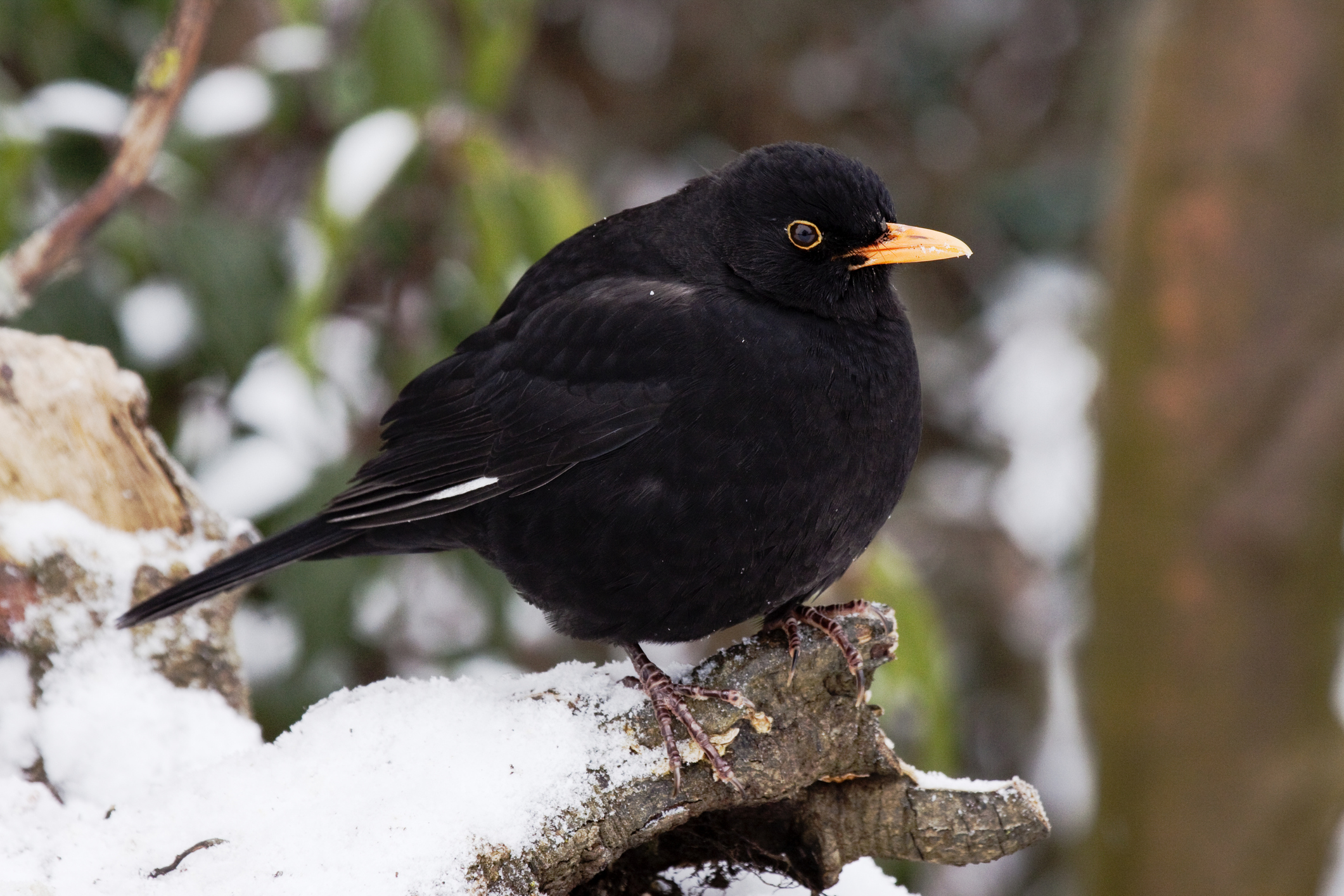 Gyakran látogatja télen a kerteket: milyen madár ő?