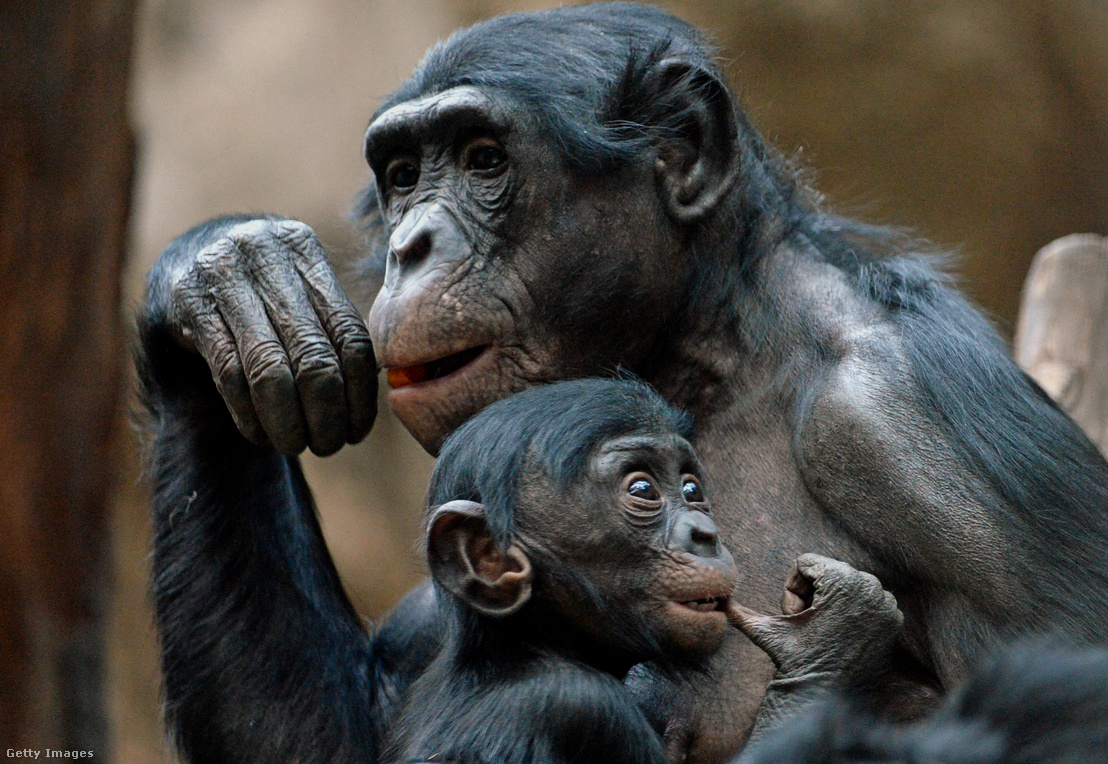 Bonobók a lipcsei állatkertben 2013. november 27-én
