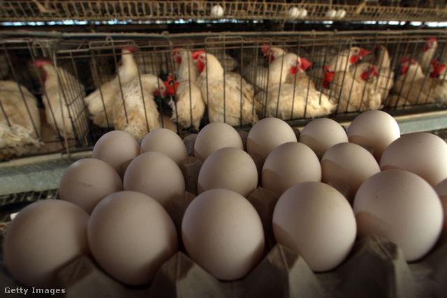 A csirkehús és a tojás is egészséges étel