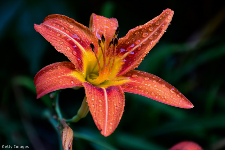 Lilium bulbiferum, vagyis a tűzliliom