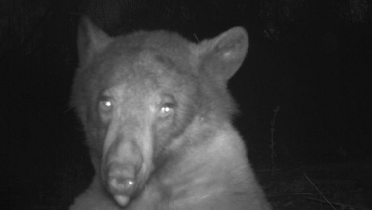 Bedurrantotta a szelfikamerát ez a&nbsp;medve, 400 képet készített magáról