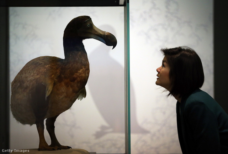A londoni természettudományi múzeum egyik munkatársa a kihalt állatokat bemutató kiállításon látható kitömött dodóval 2013 szeptemberében