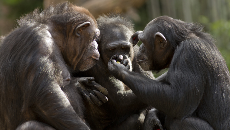 El se hisszük, hogy a politikusok mit „lesnek el” a csimpánzoktól