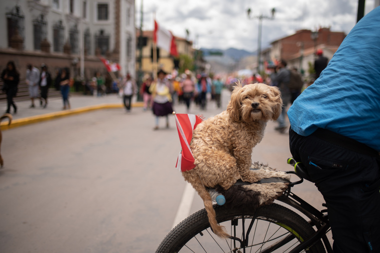 Kiskutya perui zászlóval a hátán egy tüntetésen. (Fotó: Hector Adolfo Quintanar Perez/Northfoto)