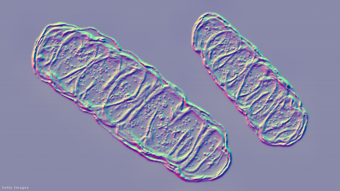 Számítógépes illusztráció egy mitokondriumról