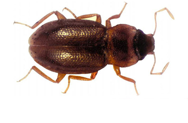 dnews-files-2013-09-deely-bopper-beetle-found-in-metropolis-1309