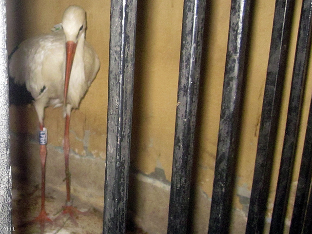 Rendőrségi fogdában egy kémkedéssel gyanúsított gólya a Kairótól mintegy 450 kilométerre délkeletre fekvő Kena kormányzóságban 2013. augusztus 31-én.