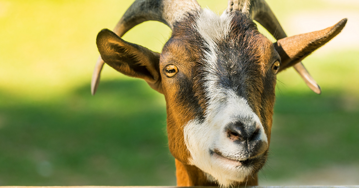 Fontos szerep jutott az ókori kecskéknek a szépségápolásban