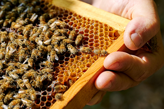 Szorgalmas munka szükséges méhésztől és a méhektől is