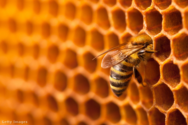 Nagyon nem mindegy, honnan származik a méz, amit megeszünk