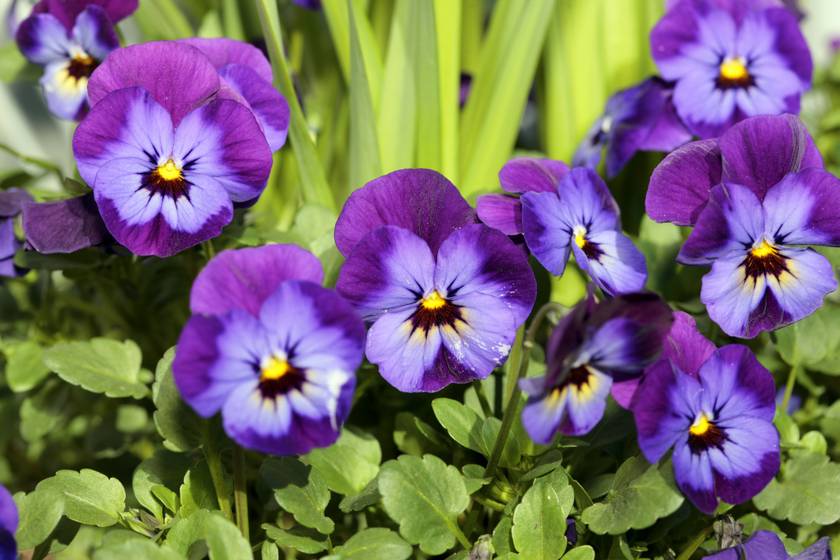 Kerti árvácska - Viola × wittrockiana: a klasszikus szépségű kerti árvácska többféle színváltozatban létezik. A jó vízáteresztő talajt szereti, vízigénye pedig közepes. Ha a száraz virágzatot eltávolítod, többet nyílik.