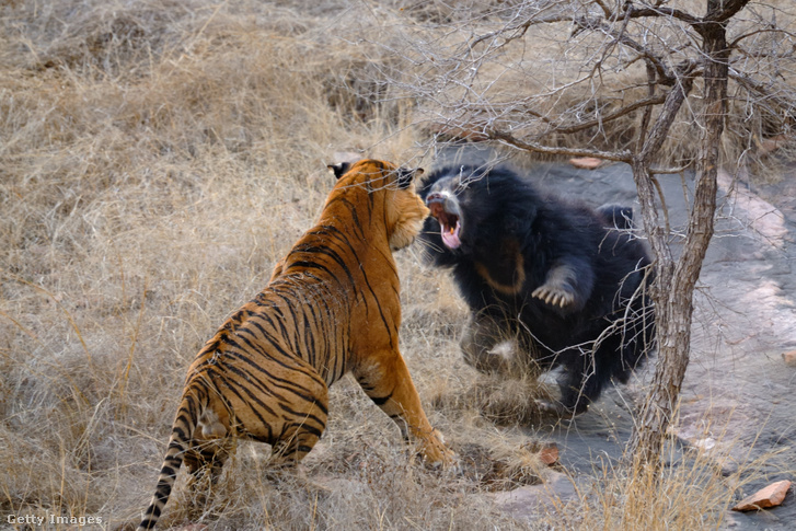 Tigris és ajakos medve harca
