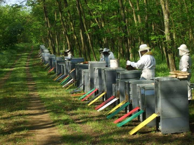 Méhészek és méhek is szorgalmasan dolgoznak a mézen