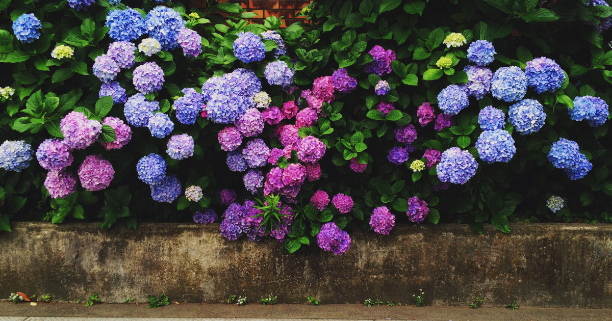 A dúsan bokrosodó kerti hortenzia a kertek igazi ékköve; még ha nem is futónövény, akkor is előkelő helyet érdemel a gyűjteményben