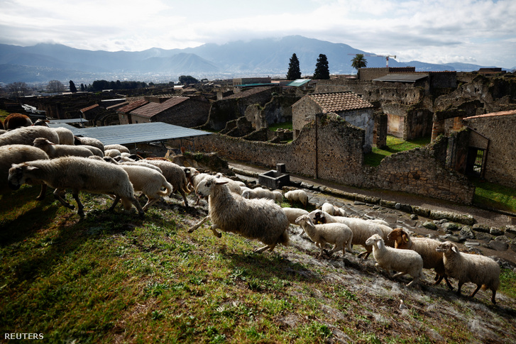 Birkák legelik a füvet Pompeji feltáratlan területein 2023. március 7-én