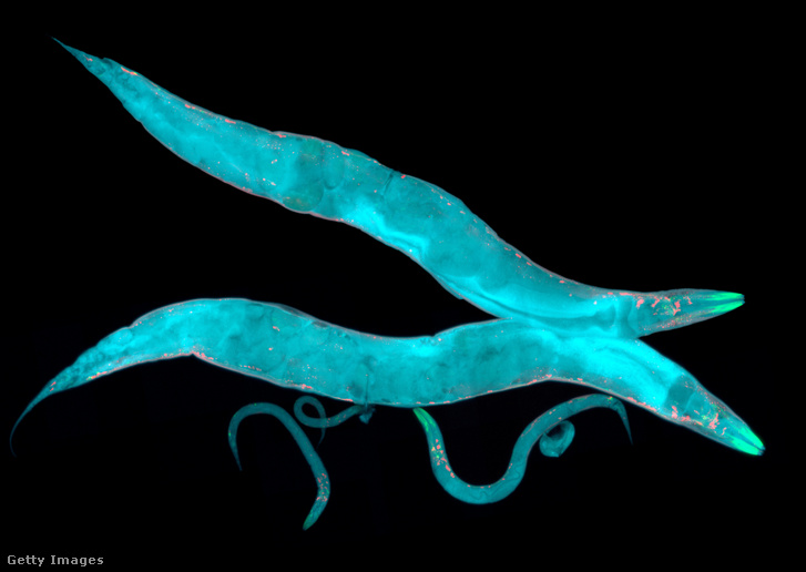 Nem csak a húszéveseké a világ – 1 milliméteres C. elegansok mikroszkóp alatt