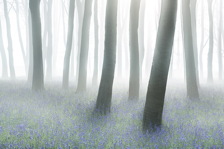 A vadon erdői kategóriában Philip Selby lett az idei győztes Misztikus erdő című képével.
                        Az oxfordshire-i Badbury Hillen egy vaskori hegyi erőd maradványain található Badbury Clump, ahol rengeteg bükkfa van