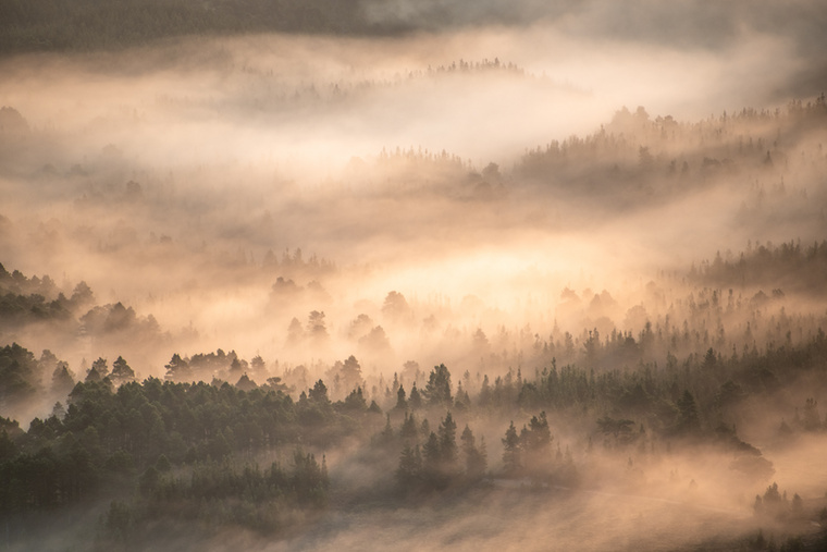 A vadon erdői kategóriában a második Graham Niven lett Erdei hajnal című fotójával.