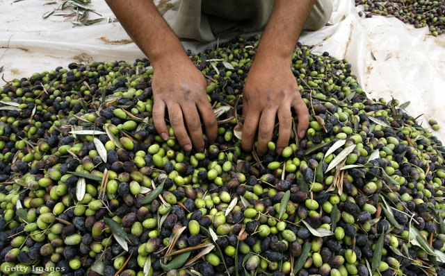 Pazarlás az olívával, ha az extraszűz olajat rossz tárolással tesszük tönkre