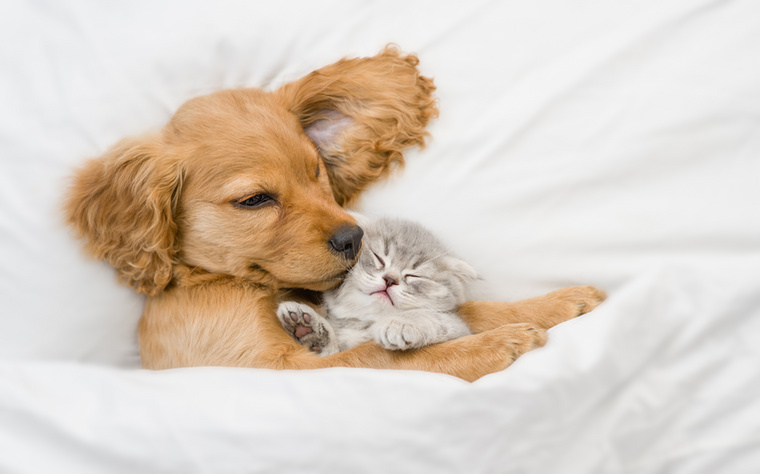 Szaglás egyenlő bizalomÉrdemes a kutyákkal és macskákkal megszaglásztatni egymás ágyneműjét és játékait, mielőtt bemutatnánk őket egymásnak, így kielégíthetik kíváncsiságukat, és elkerülhetik az esetleges összetűzéseket.