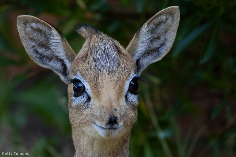 Dik-dikEz az apró antilop mindössze 45 centiméter magas és Afrika keleti területein él