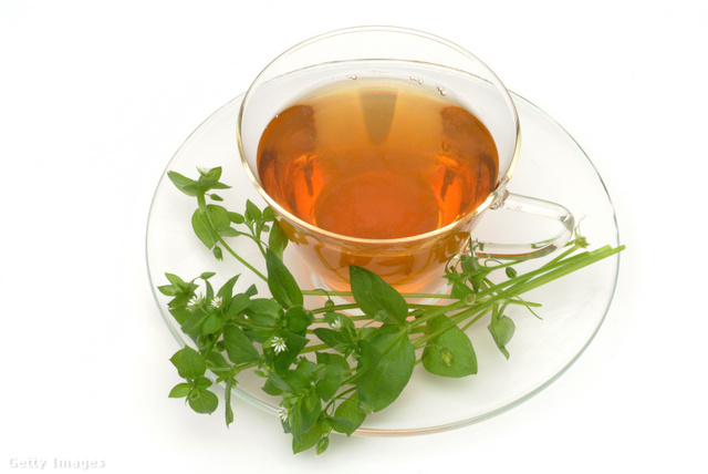 A gyomnövényből készült teából naponta több csészével is elkortyolhatunk, hogy egészségesek legyünk