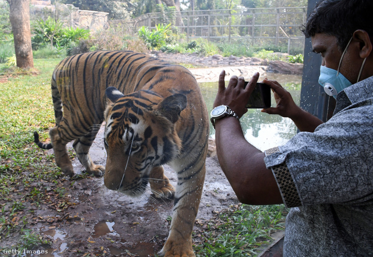 Tigrist fotózó férfi Mumbaiban a Byculla állatkertben 2021 februárjában