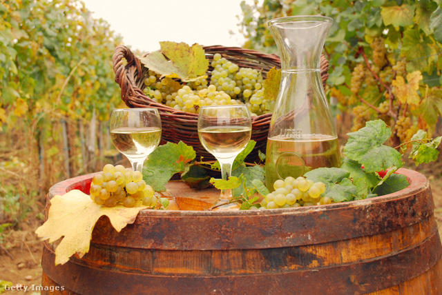 A szőlő levele is fogyasztható, nem csak a gyümölcse és a belőle készült bor