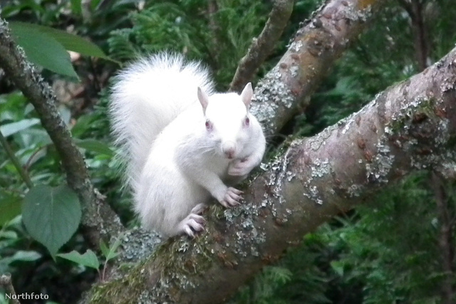tk3s masons albino squirrel 01