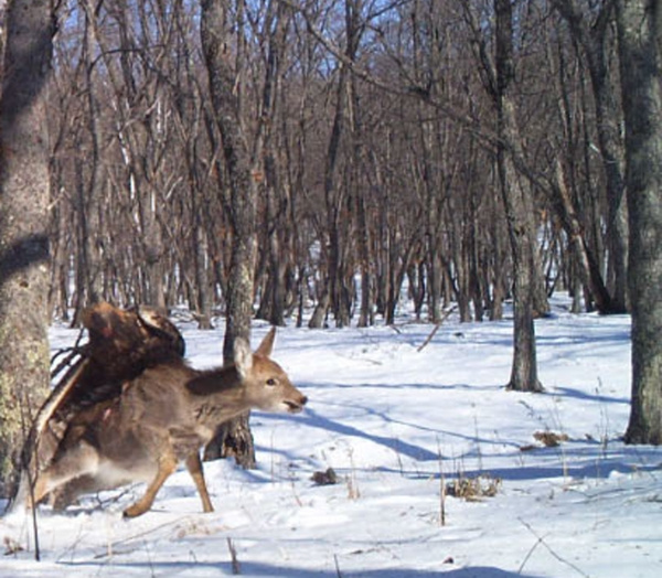 a-camera-trap-in-the-forest-of-the-russian-far-east-captured-a-r