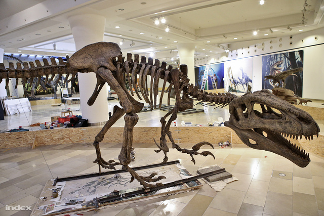 Az egyik nagy gyerekkedvenc, a Megaraptor namunhuaiquii csontváza