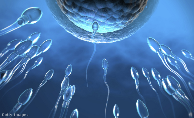 A spermát az ondó szállítja, hogy megtermékenyíthesse a petesejtet