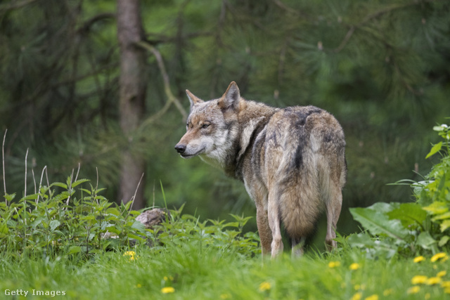 A levél szerzője sérelmezi, hogy a svájci farkas kilövőjeként írt levelét engedély nélkül terjesztették