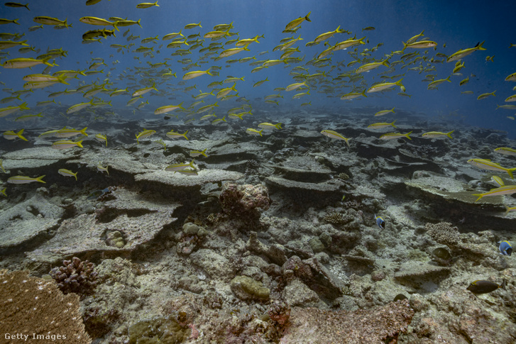 Az átlagosnál magasabb tengervíz-hőmérséklet miatti korallfehéredés 2017. április 14-én a Maldív-szigeteken