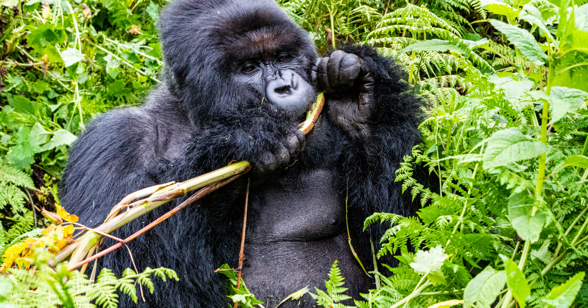 Ruandában járva vétek kihagyni a hegyi gorillák meglátogatását