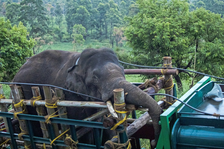 Az Arikomban, Kerala államban befogott vad elefánt 2023. április 29-én