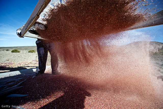 Az Andok csodanövénye a quinoa
