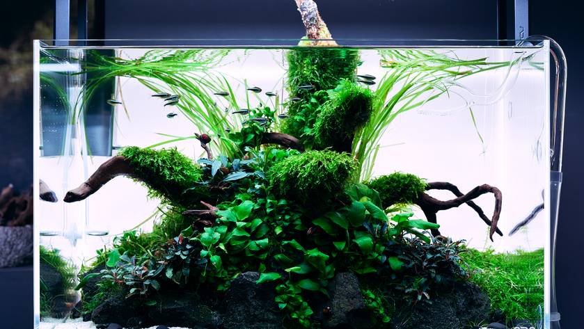 Vannak, akik lakásdekoráció céljából építenek akváriumot /Fotó: Green Aqua