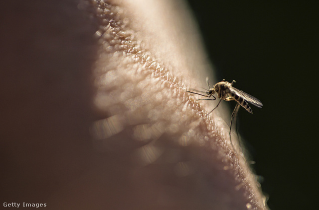 A kullancsról eddig is tudtuk, hogy nem ártatlan kis állat, de a szúnyogtól is egyre inkább van miért tartanunk