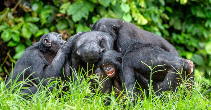 Matriarchátus és élvezeti szex: a bonobók is megszelidítették magukat.