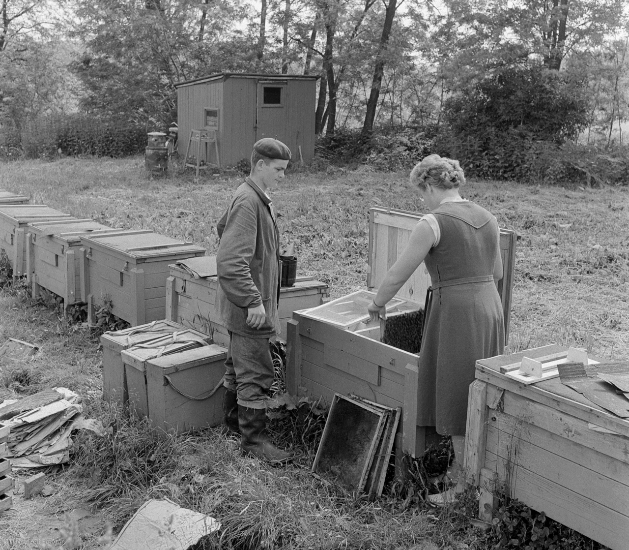 Magyarország, 1964. május 29. Méhészek a méhkaptáraknál.
