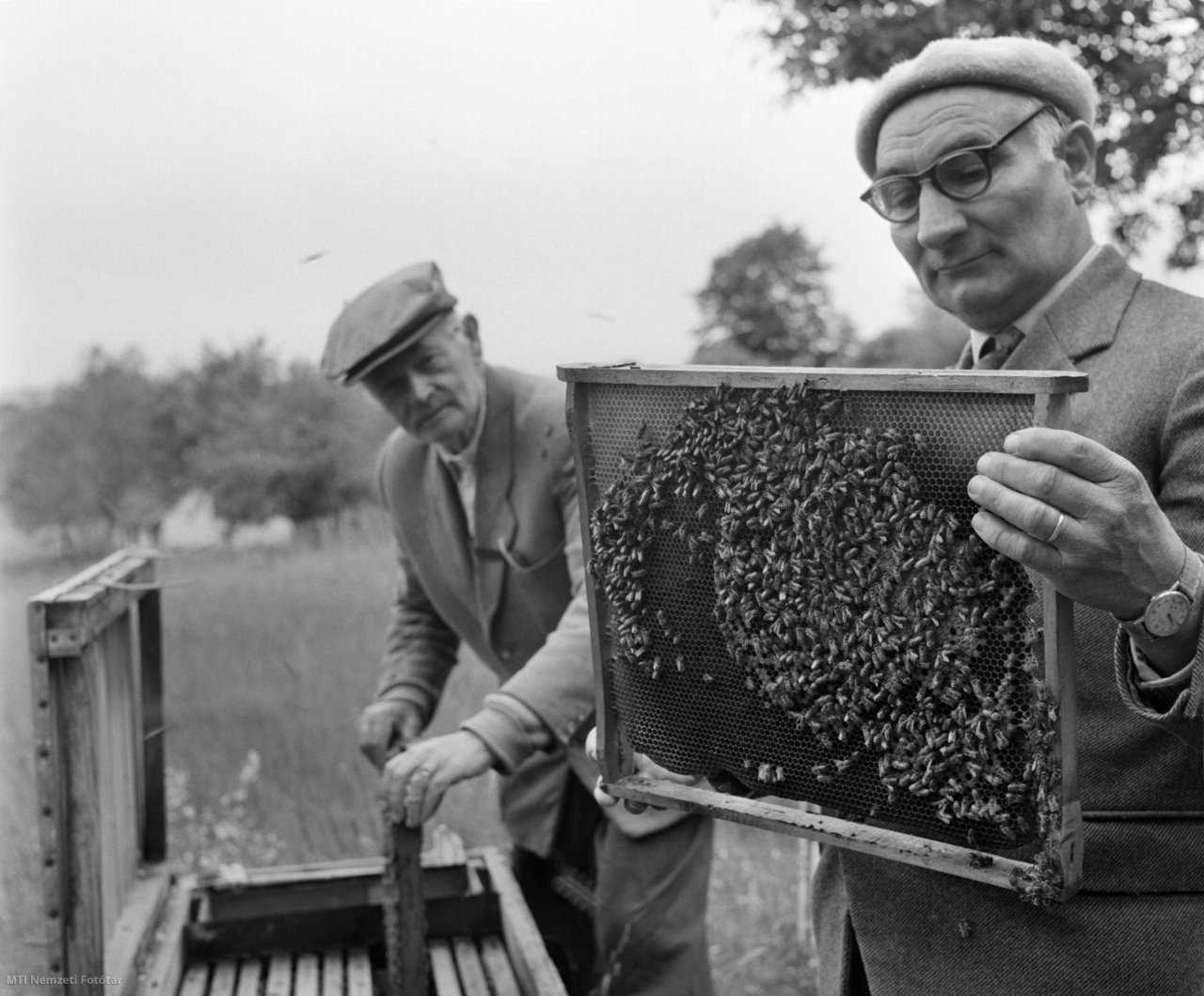 Magyarország, 1964. május 22. Cicatricis Géza és Zalavári János termelési felelős, a Kaposvári Méhész Szövetkezet tagjai ellenőrzik a kaptárkereteket. A szövetkezet több mint ötszáz tagja kilencezer méhcsaláddal megkezdte a vándoroltatást a megye akácosaiban. A somogyi méhészek 50 vagon méz szállítására kötöttek szerződést, amiből a kaposváriak 12 vagonnal szállítanak majd.