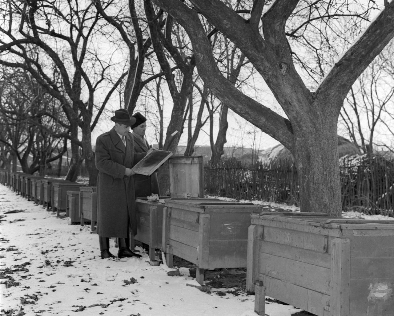 Adorjánháza, 1959. február 22. Az Ady tsz méhészei megnézik a méheket. A termelőszövetkezetnek 80 családból álló méhészete van.
