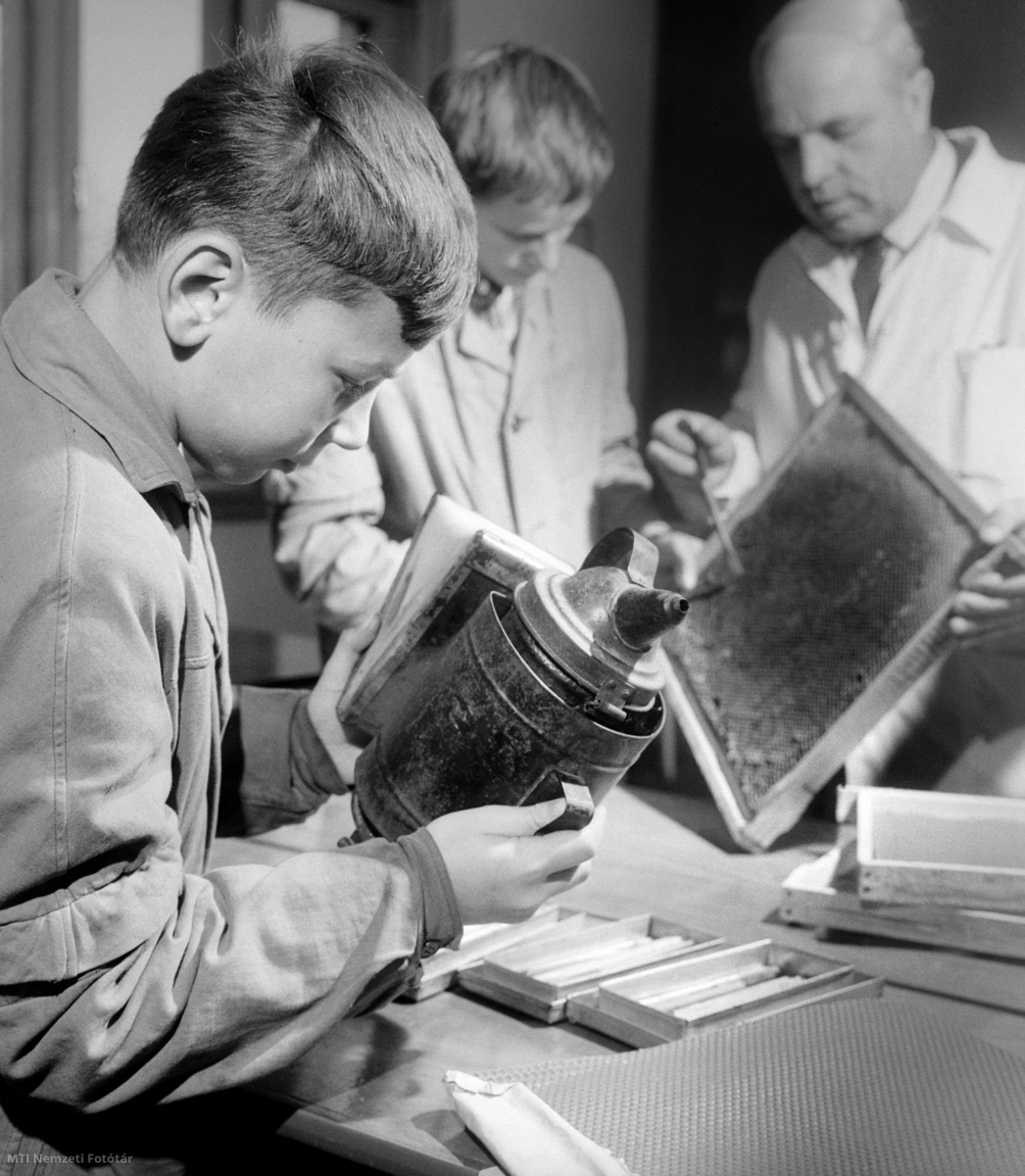 Dunaszentpál, 1965. november 19. A dunaszentpáli általános iskola méhész szakkörének tagjai Bárdosi Miklós igazgató-tanár felügyelete mellett a kaptárakat javítják. A második éve működő szakkör a 6., 7., 8. osztályos tanulók számára teremt lehetőséget arra, hogy a szakmában jártas Bárdosi Miklós igazgatótól elsajátítsák a méhészkedés alapjait. A foglalkozásokon részt vevő diákok télen a méhészeti felszereléseket hozzák rendbe, méhészidényben pedig hozzáértően kezelik a szakkör három kaptárát.
