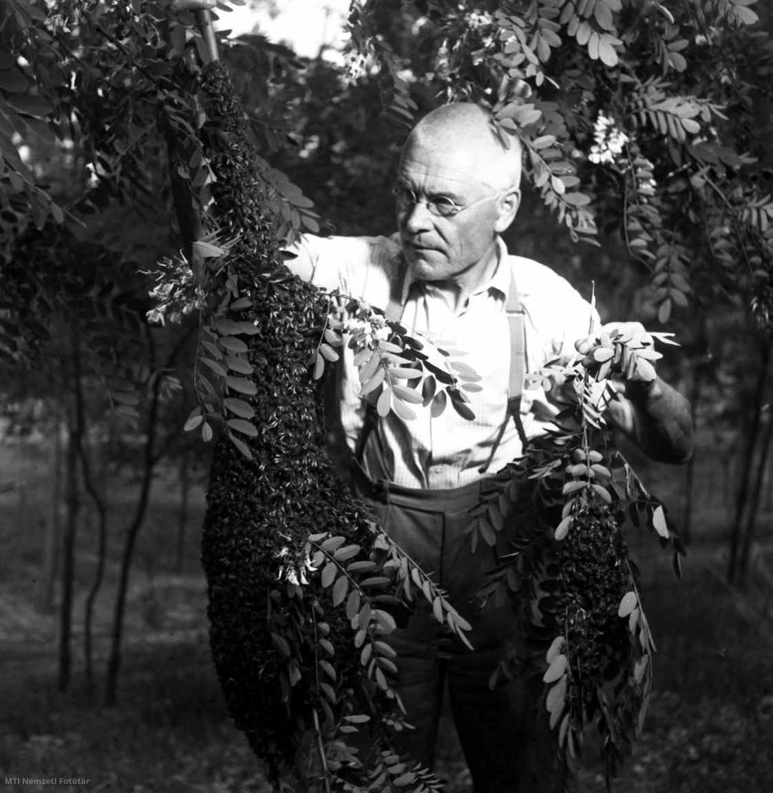 Tápióság, 1954. június 7. Koltai Pál nógrádverőcei méhész – egy vándor méhészcsoport tagja – befog egy méhrajt a tápiósági akácerdőben.