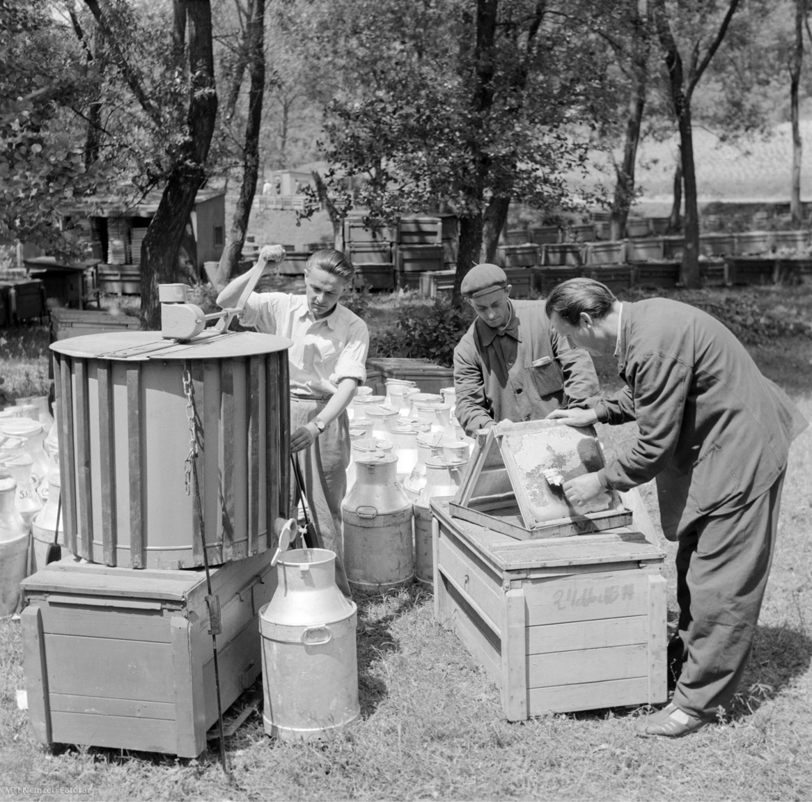 Somoskőújfalu, 1957. június 8. Lipták István (b), Kiss Lajos (k) és Lipták Péter méhészek mézet pergetnek a somoskőújfalui akácerdőben.