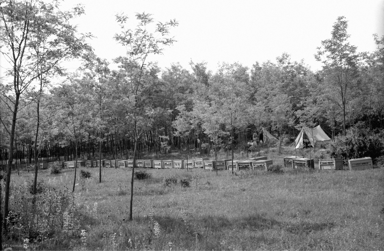 Gyón, 1956. június 6. A budapesti méhészek kaptárai Gyón községben, az első akácfavirágzáskor. 