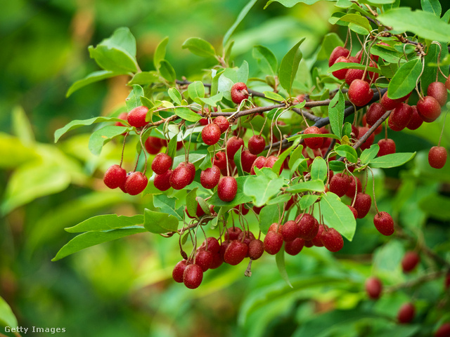 A bogyós gyümölcsnek számos egészségmegőrző tulajdonsága van